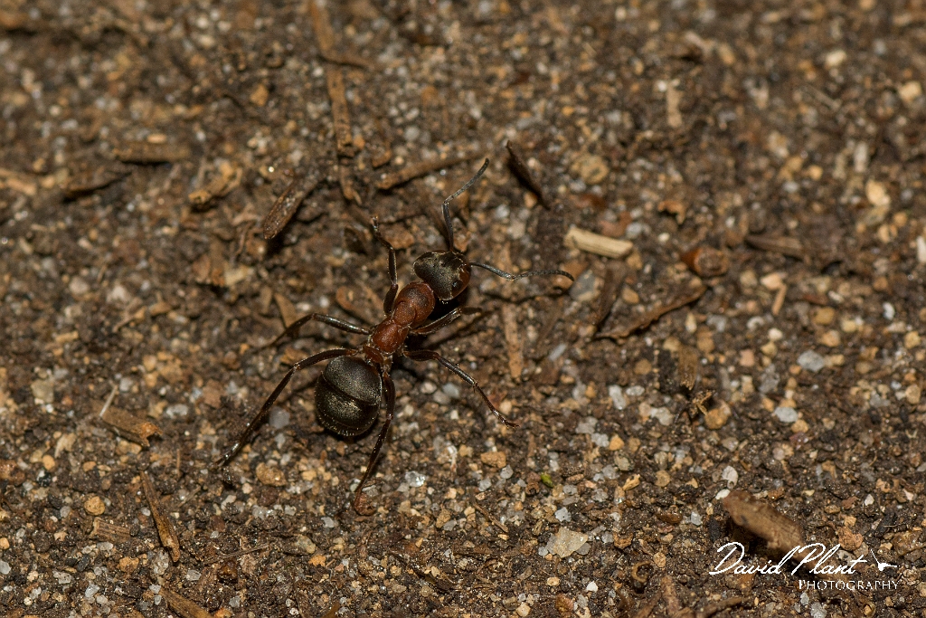 David Plant Photography - Wildlife Photography - Formica aquilonia - F.jpg - Scottish wood ant, Formica aquilonia - Highlands